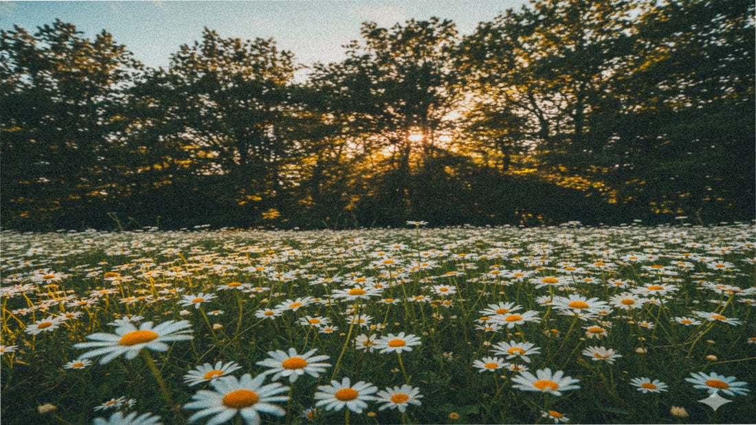 A pele lembra: a arte de tocar devagar